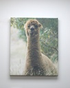 Happy Lama - Canvas